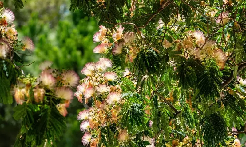 Un Oasis Florecido: Árboles y Plantas que Embellecen tu Verano