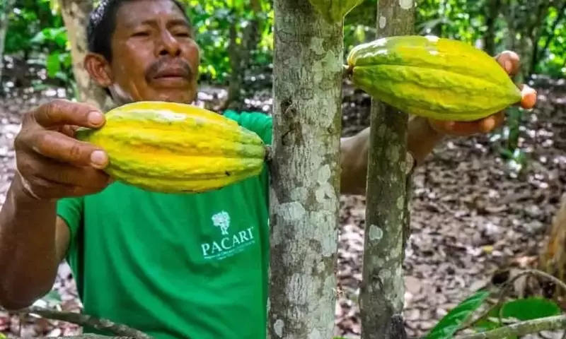 Ecuador, un Gigante del Cacao, Enfrenta una Cruel Paradoja Económica