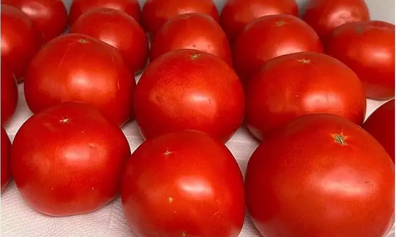Compost de Residuos Orgánicos Potencia el Sabor del Tomate Comercial
