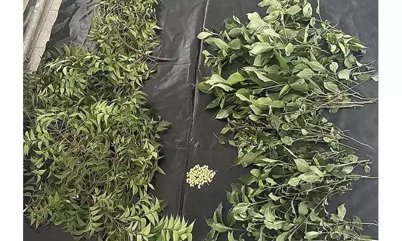 Innovadora Fórmula Vegetal Detiene Hongos Fusarium en Maíz Almacenado