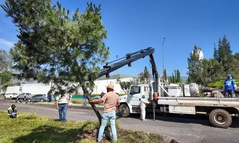 Morelia: Impulso Verde con Morebús y Rescate Arbóreo