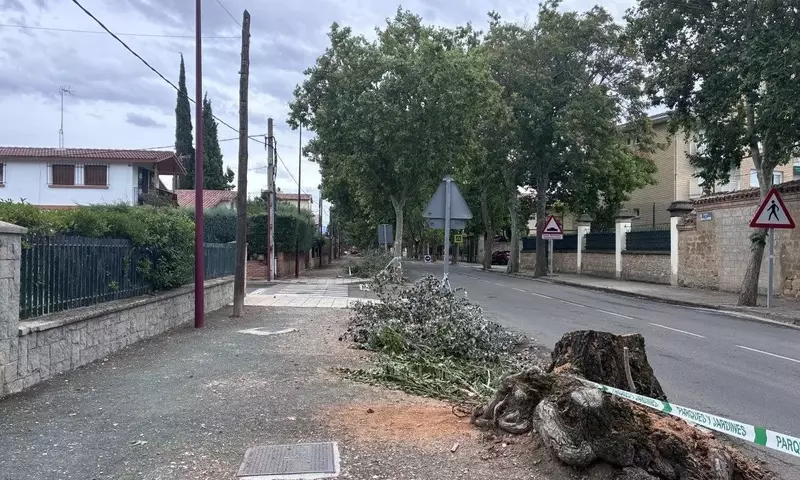 Mantenimiento Urbano: La Vital Importancia de la Poda de Árboles en Ciudades Españolas