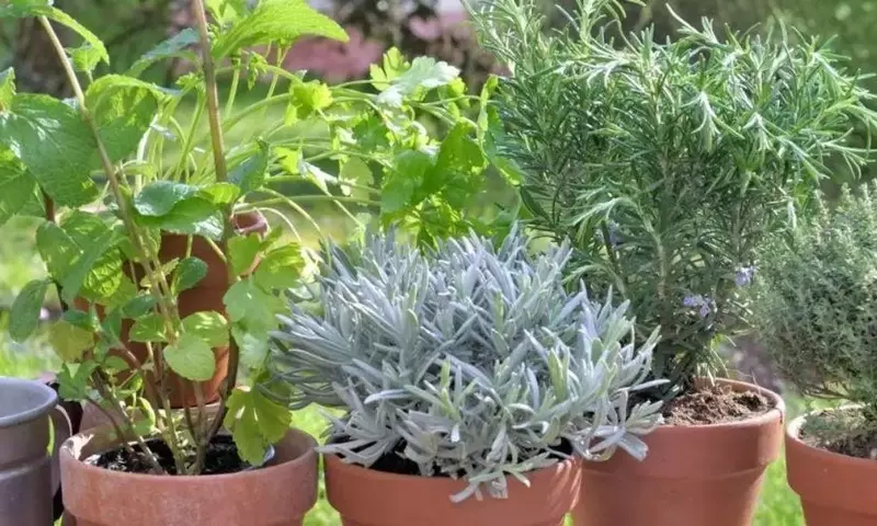 Embellece tu Jardín: Aromáticas Ideales para Sembrar en Septiembre