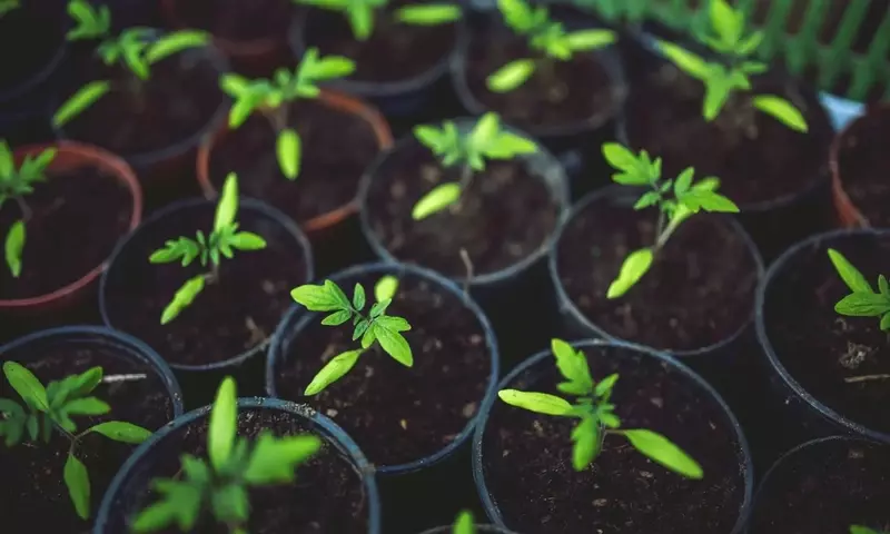 Guía Completa para el Cultivo de Plantas Jóvenes Robustas y Productivas