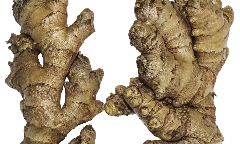 Guía Completa para el Cultivo Doméstico de Jengibre y una Cosecha Exitosa
