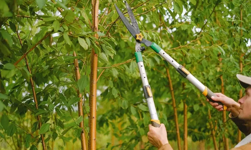 Poda de Formación vs. Poda de Mantenimiento: Guía Esencial para Jardineros