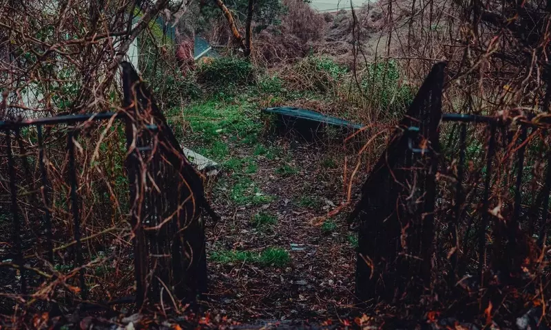 Revitalizando tu Jardín Olvidado: Una Guía Completa sin Grandes Gastos