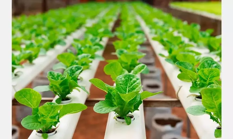 Hidroponía: Una Revolución Sostenible para el Futuro de la Agricultura