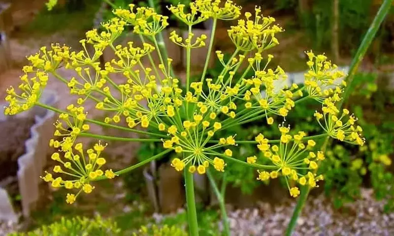 El eneldo: un aliado natural para proteger tu huerto de los pulgones