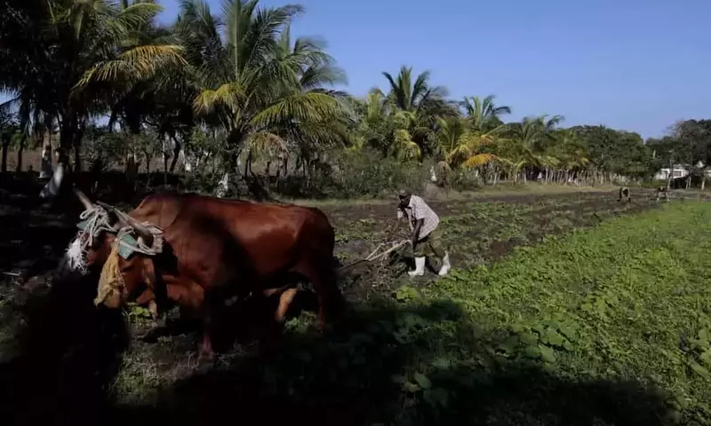 La agricultura cubana se enfrenta a un declive impulsado por la crisis energética y la escasez de recursos