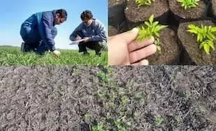 La mala hierba "amor seco" se propaga en cultivos argentinos