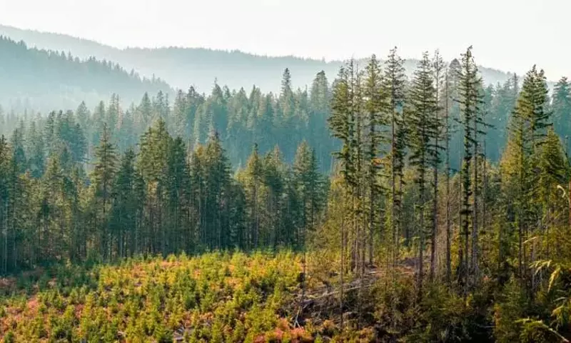 Manejo Forestal Sostenible y Producción de Papel