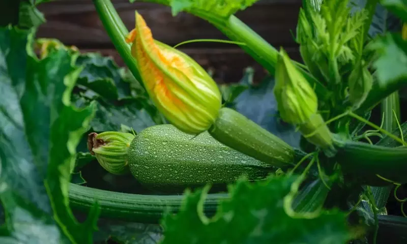 Guía Definitiva para una Cosecha Prolongada de Calabacines