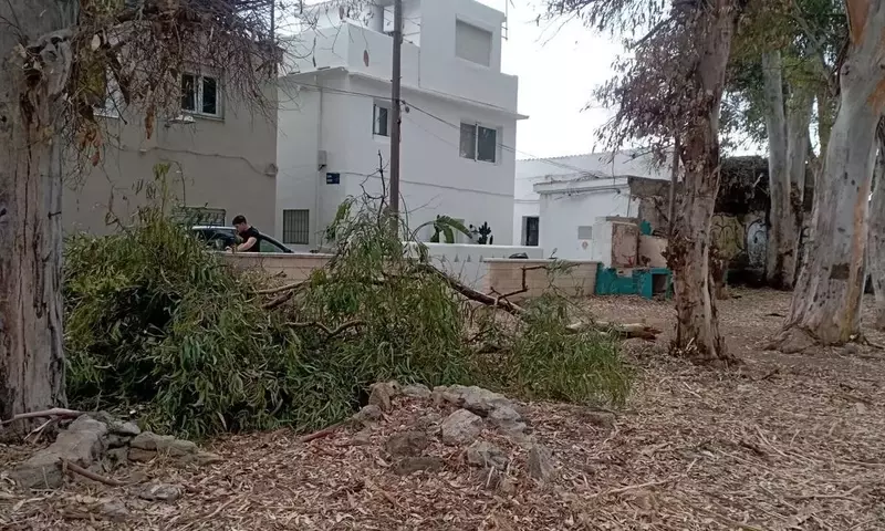 Málaga intensifica la vigilancia del arbolado urbano tras incidentes de caída de ramas