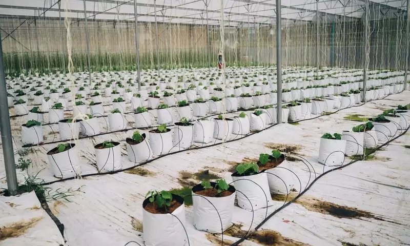 Revolución Verde: Jardinería Sin Suelo y la Innovación de las Bolsas de Cultivo