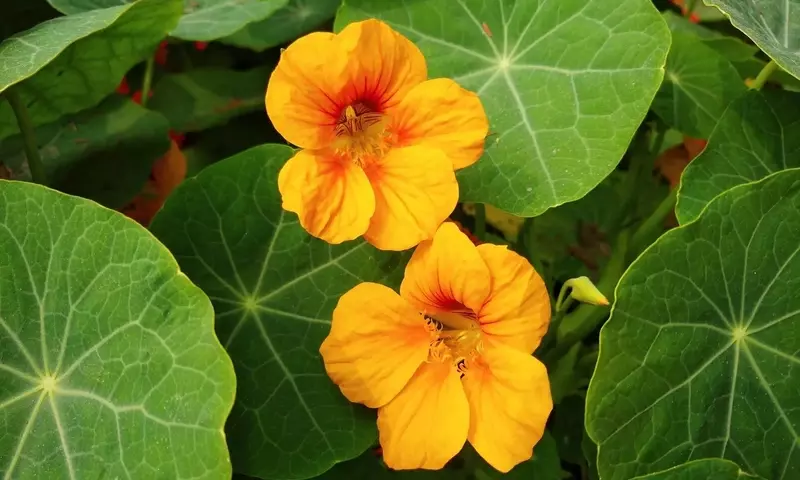 Cultivo Doméstico de Flores Comestibles: Un Toque Gourmet y Saludable para tu Cocina