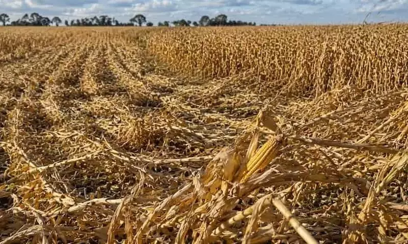 Estrategias para Minimizar el Volcado de Maíz por Viento: Lecciones de Córdoba