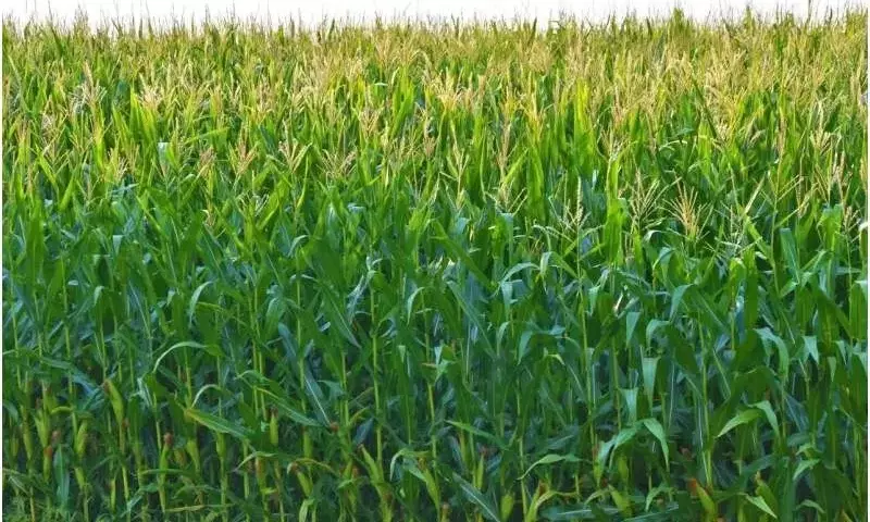 Cultivos de Cobertura: Estrategia Innovadora para la Renovación de Tierras Forrajeras