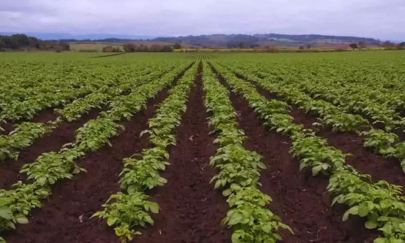 Optimización del Cultivo: Fertilización Foliar en Papa y Cacahuete