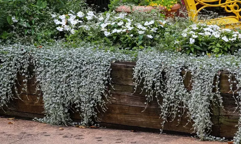 Creando un Edén Nocturno: El Diseño de un Jardín Lunar con Flora Plateada y Pétalos Blancos