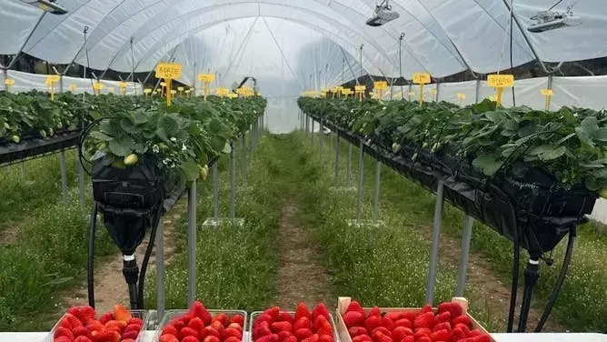 Radiación Ultravioleta: Un Impulso Sostenible para la Agricultura Moderna