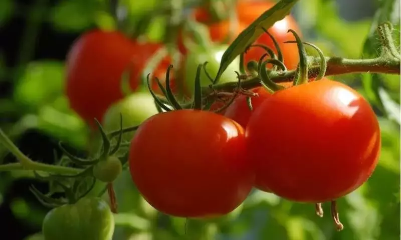 Científicos de Quebec Descubren Bacterias Beneficiosas que Combaten Enfermedades y Estimulan el Crecimiento del Tomate