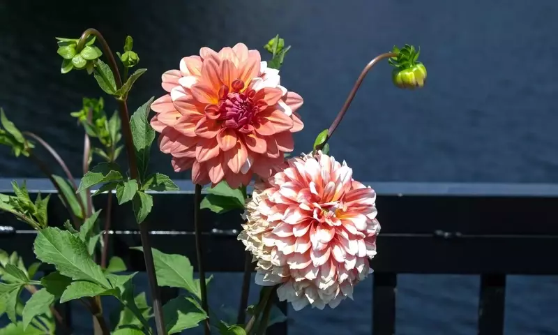 Dalias: La Exuberancia Floral que Transforma tu Jardín Otoñal
