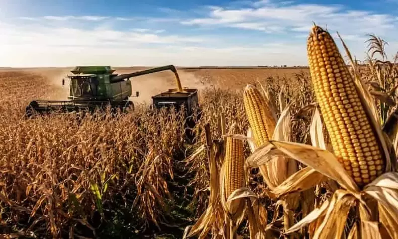 Cosecha Histórica de Maíz en Argentina: Un Fenómeno que Sorprende al Mundo Agrícola
