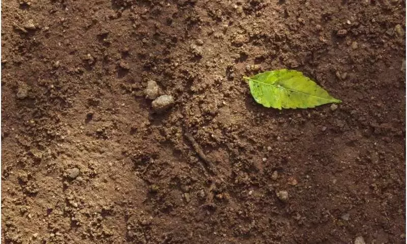 Microorganismos del Suelo: Pioneros en la Detección de Cambios en el Carbono Agrícola