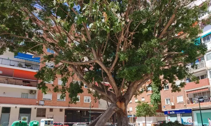 La controvertida eliminación del ficus en el barrio malagueño de La Paz