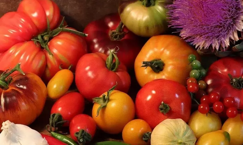 Descubriendo la riqueza de los tomates catalanes: un viaje por sus variedades y sabores únicos
