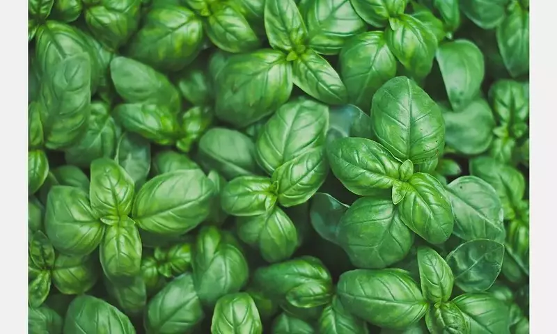 Guía de Siembra de Aromáticas y Hortalizas en Septiembre: Prepara tu Huerto para el Otoño