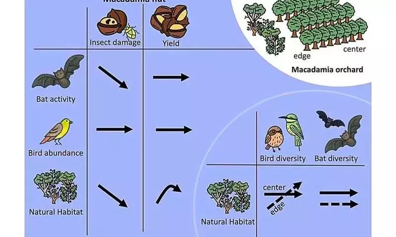 Los murciélagos: Aliados naturales en la protección de la macadamia sudafricana