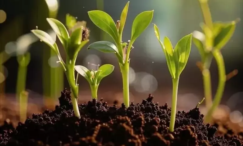 Microorganismos del Suelo como Indicadores Clave en la Recuperación de Carbono