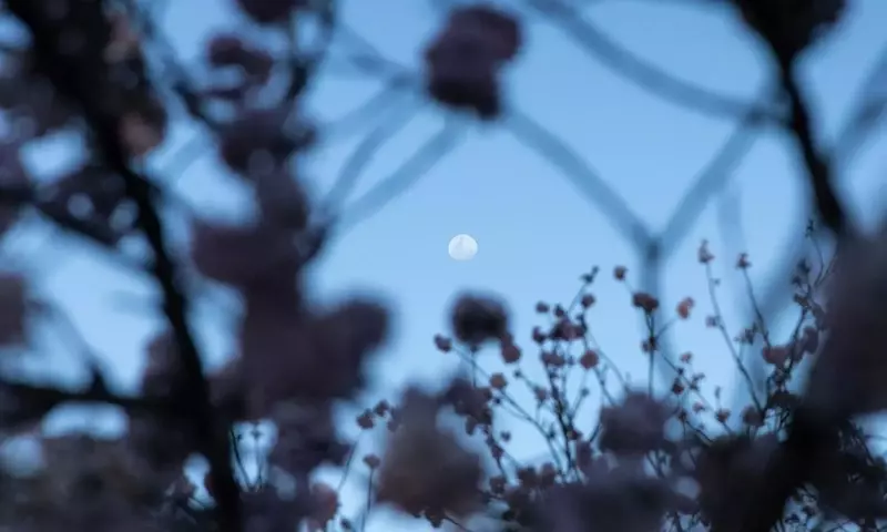 La Influencia Lunar en la Jardinería: Entre la Tradición y la Evidencia Científica