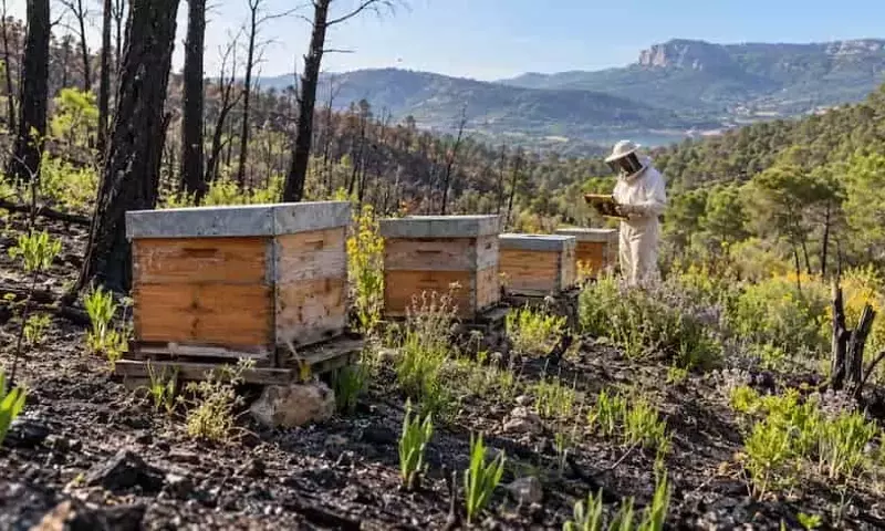 España: Colmenas de Abejas como Catalizador para la Recuperación de Bosques Afectados por Incendios