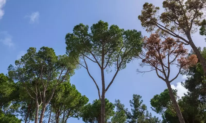 Mejora Genética Forestal y Huertos Semilleros de Pino Radiata