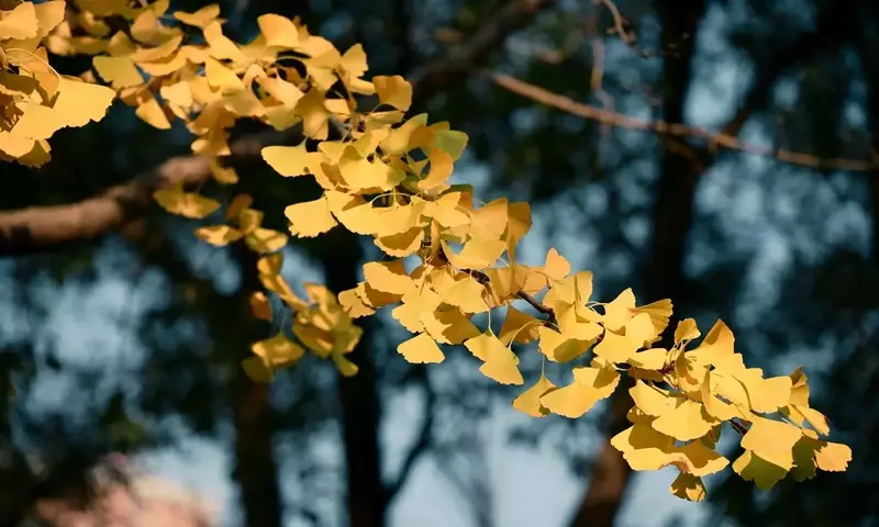 El Ginkgo Biloba en Maceta: Guía Esencial para su Cultivo y Esplendor Otoñal