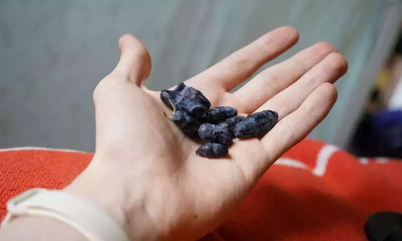 La Madreselva Azul: Un Cultivo Excepcional para Climas Fríos y Productores Innovadores
