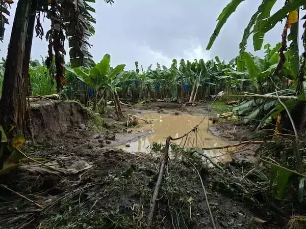 Cosecha de Banano en Costa Rica: Lluvias Intensas y Sigatoka Negra Generan Alerta