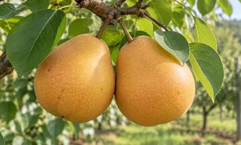 BRS Áurea: La Innovadora Pera Brasileña que Revoluciona la Producción con Alto Rendimiento y Resistencia