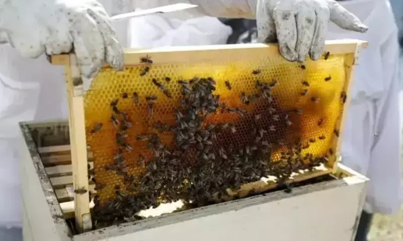 La grave sequía amenaza a las abejas de Ibiza y reduce drásticamente la producción de miel