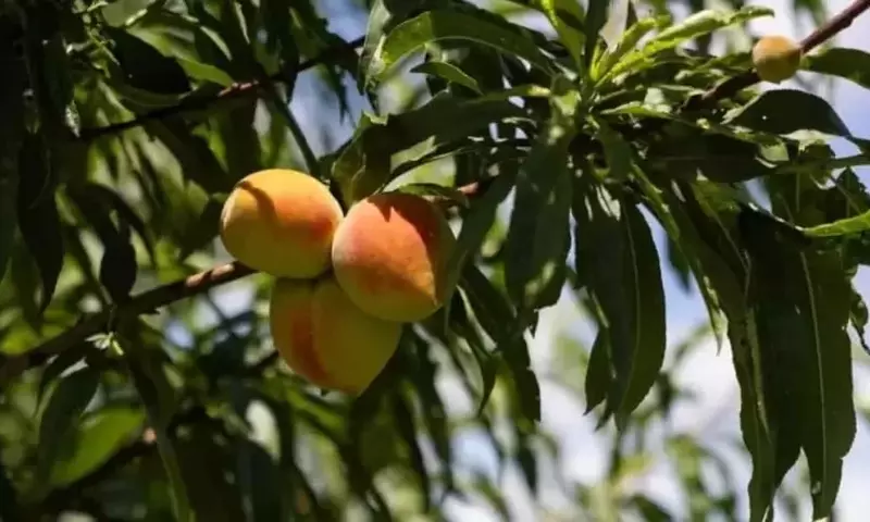 Parques eólicos de Texas: Un aliado inesperado contra las heladas agrícolas