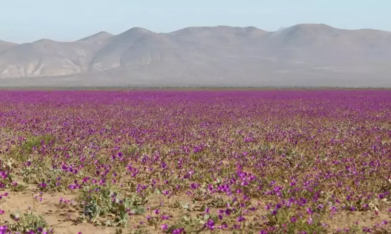 El Desierto Florido de Atacama: Un Espectáculo Natural Inigualable