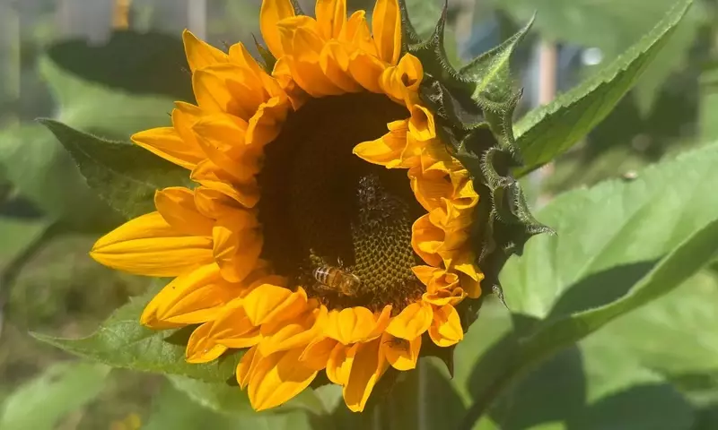 Crea un Santuario para Polinizadores: Guía Completa de Jardinería Sostenible