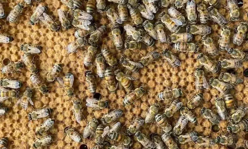 Innovación Apícola: Argentina Lidera la Selección de Abejas Reina Adaptadas al Entorno Local