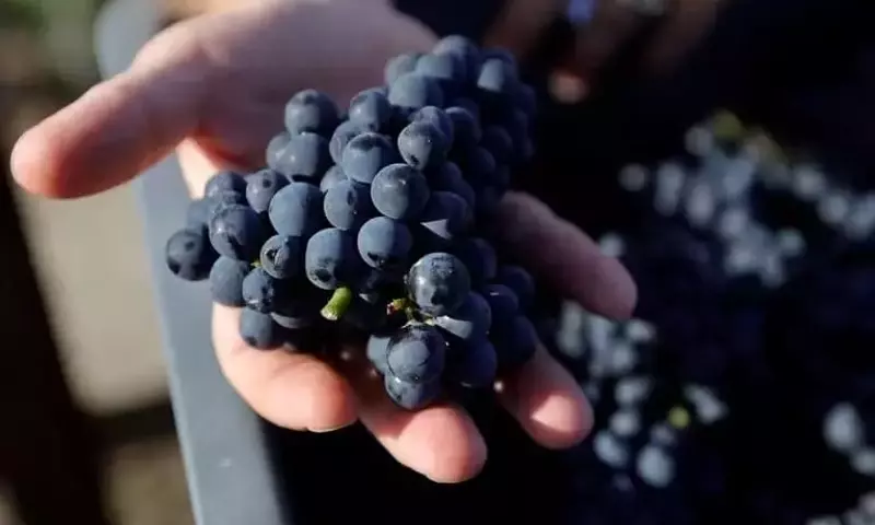 La ola de calor en Francia: La vendimia se adelanta para salvar la calidad del vino