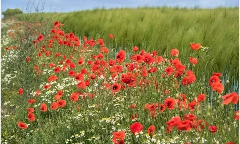 Agricultura Ecológica de Trigo Supera en Rentabilidad a los Cultivos Convencionales con Franjas Florales