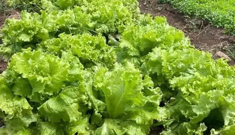 Ingeniería Genética en Lechugas: Producción de Mioglobina para Alternativas Cárnicas