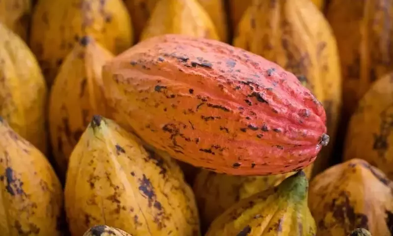 Colombia: Un Líder Global en Cacao Fino y de Aroma